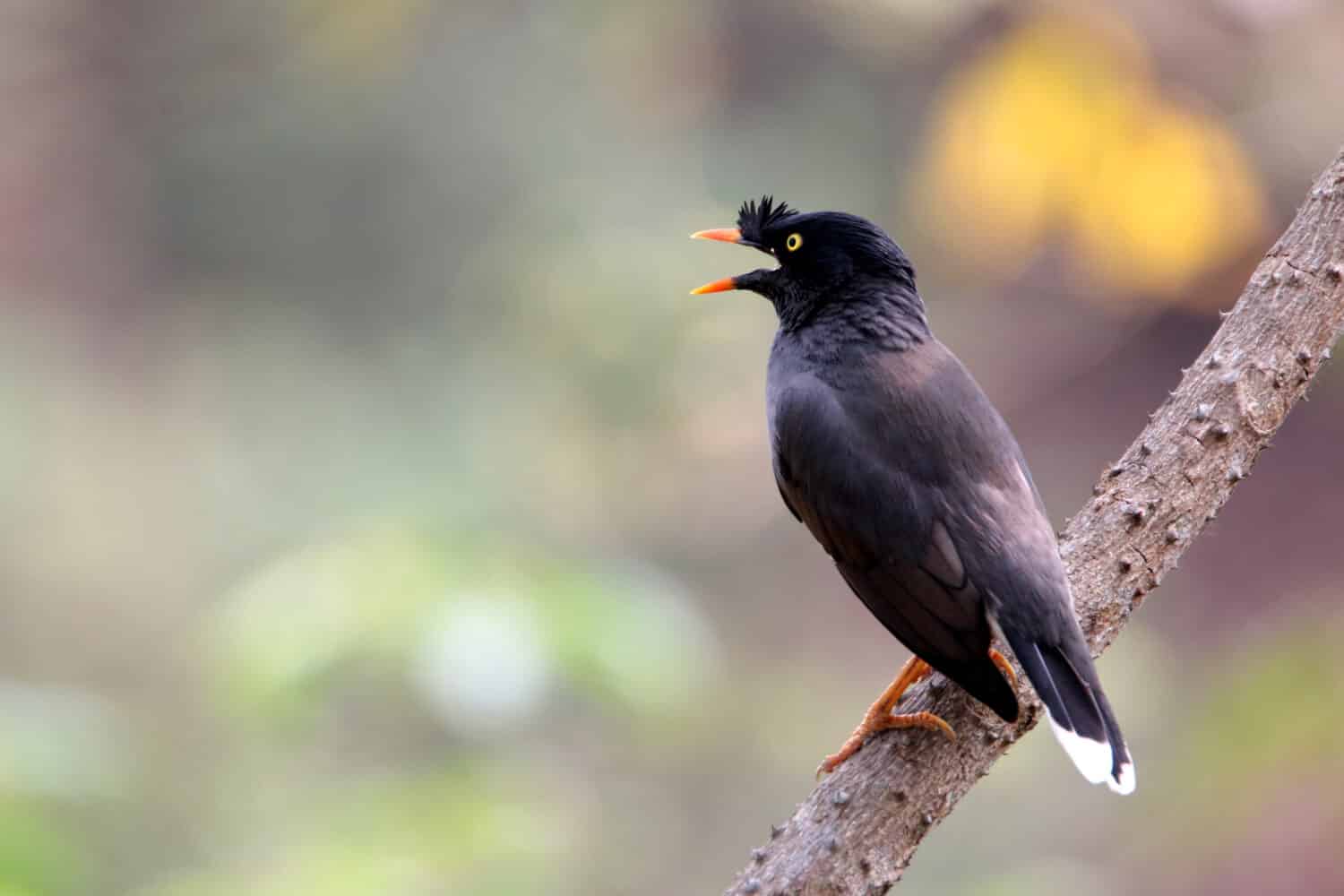 Jungle Myna  is found patchily distributed across much of the mainland of the Indian Subcontinent but absent in the arid zones of India. 