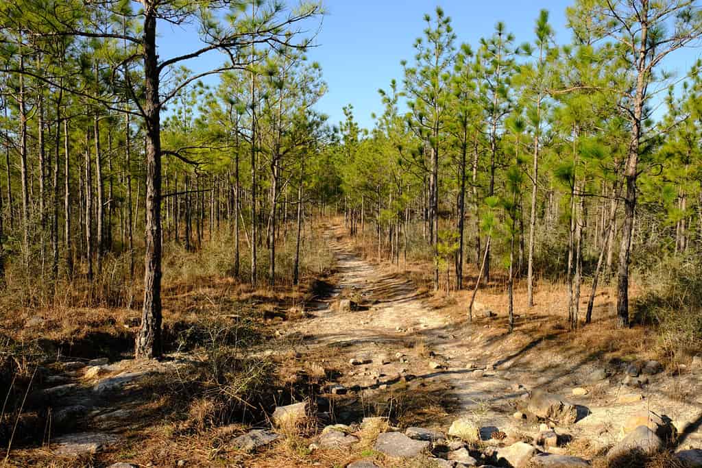 This is a photo of the rocky sandy trails of the Backbone Trail in Kisatchie National Forest located in Louisiana.