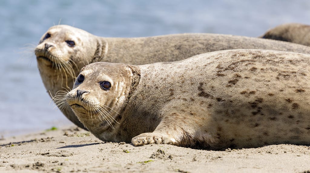 Alert Harbor Seals looking at camera sensing danger and ready to jump into water. Moss Landing, Monterey County, California, USA. - Mystic Aquarium animals