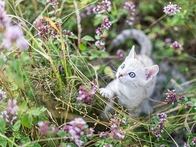 A 8 Beautiful Flowers That Are Safe for Cats