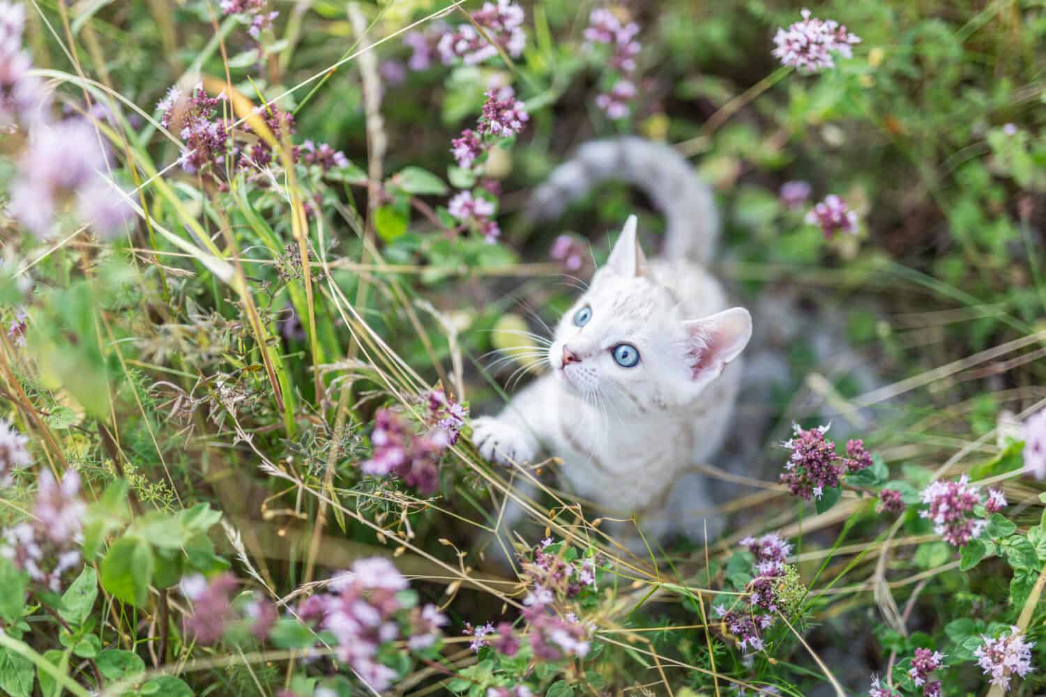 A cute white little Snow Bengal kitten outdoors surrounded by purple flowers, oregano herb. The curious little cat is 7 weeks old. The cat is centered with room for text.