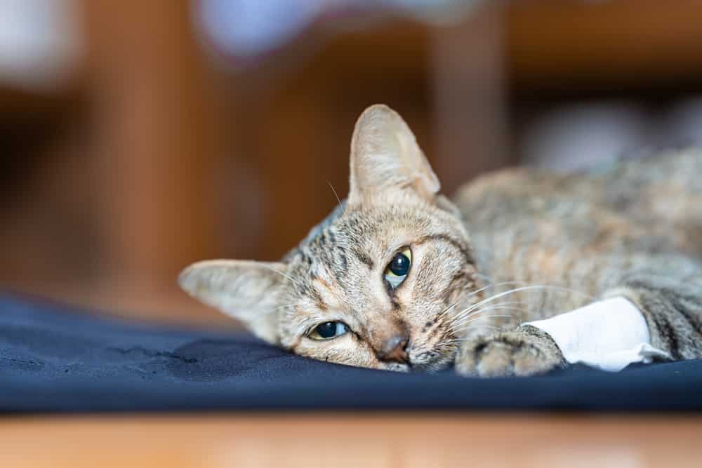 The sick cat lay weakly on the blue cloth, it gaze stared out in motion. Cat's Health Concept. Soft focus.