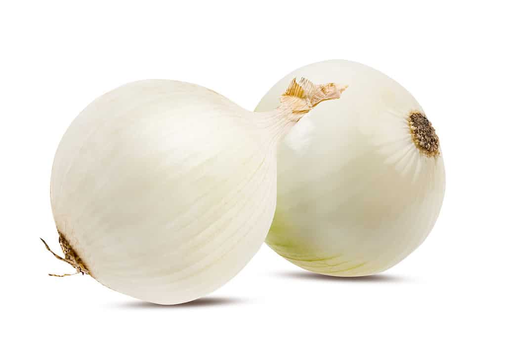 Two white onions isolated on white background with clipping path