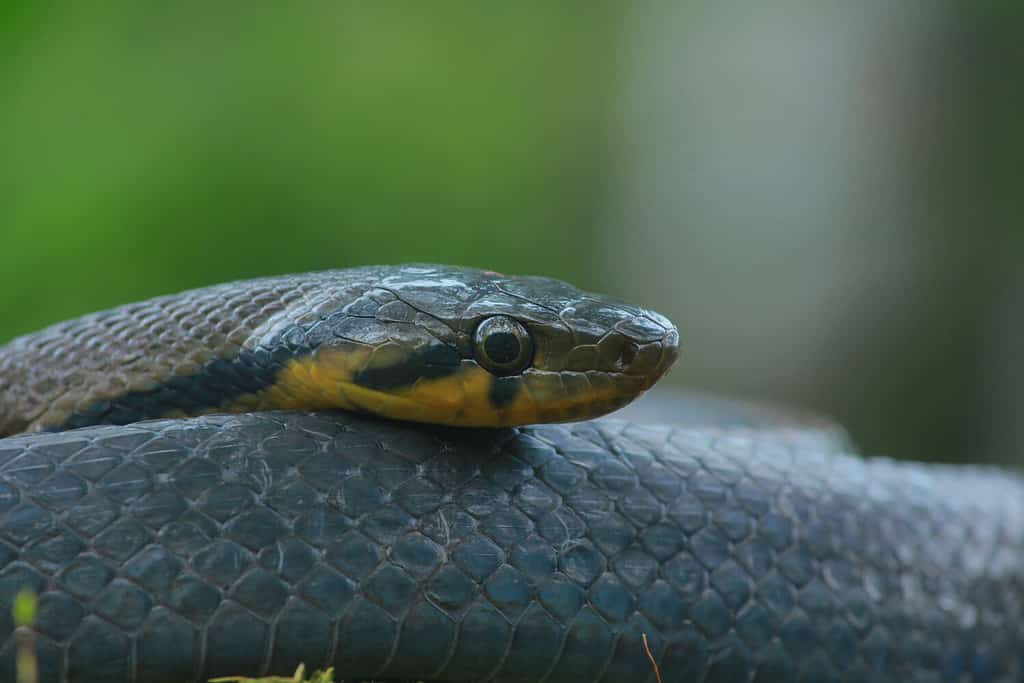 kerinci, Indonesia, February 25, 2021, The gray water snake or also known as the rice snake is a type of water snake that is often found in rice fields and irrigation canals in tropical South Asia.