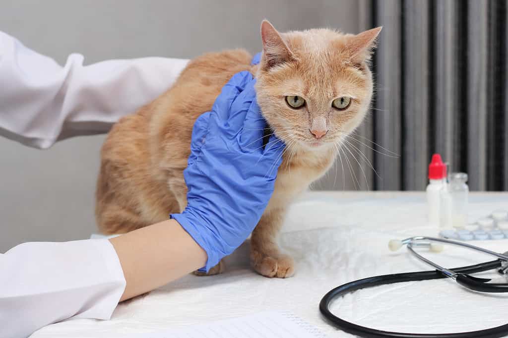 At the vet's. A red cat is being examined by a veterinarian. The vet holds the ginger cat on the table.