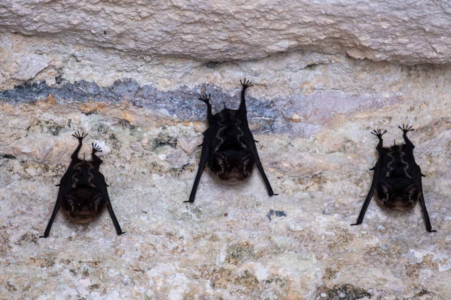 Close up of three bats holding on to rocks. Resting bats.