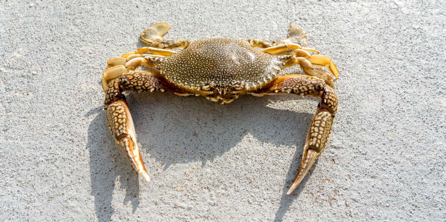 Speckled Swimming Crab crab on dry sand