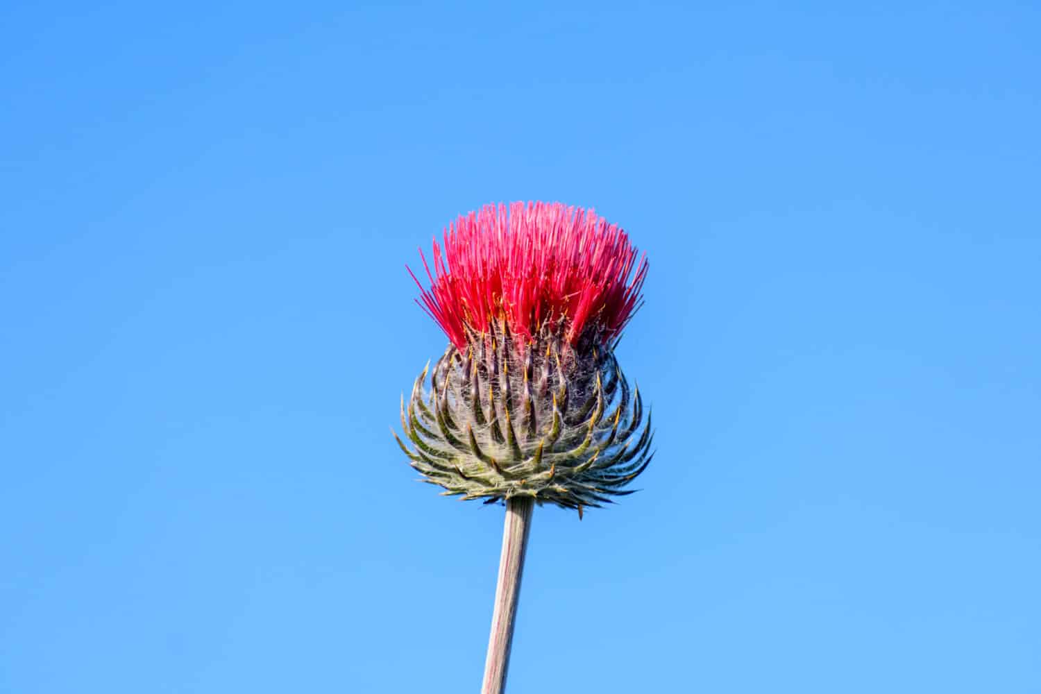 Red thistle, cirsium occidentale, blooming flower head. Blue sky background. Close up.