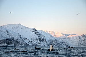 Organized Orcas Break Through the Ice to Snatch a Seal Picture