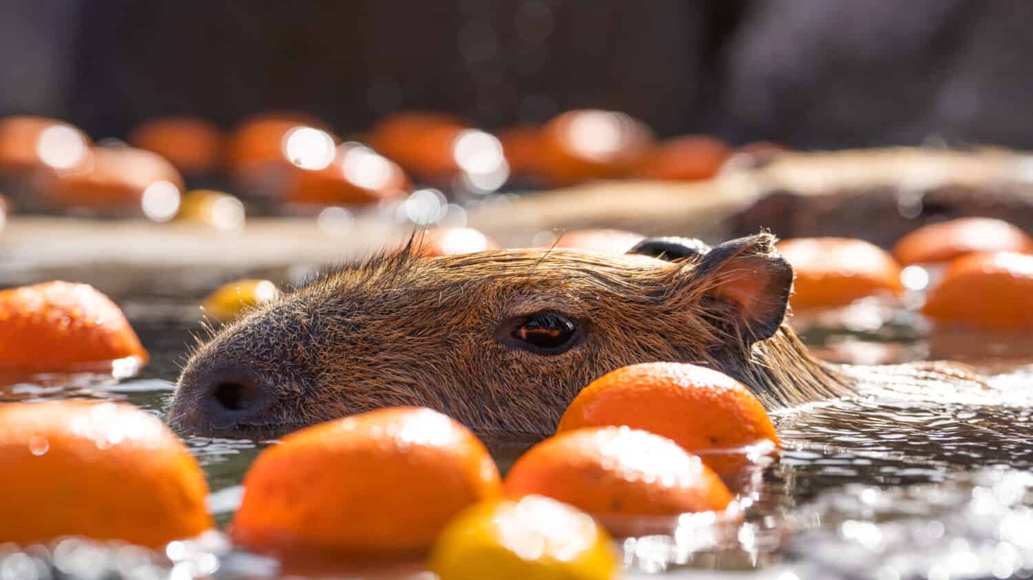 A capybara enjoying the citrus onsen at Izu-shaboten Koen in Izu, Japan 