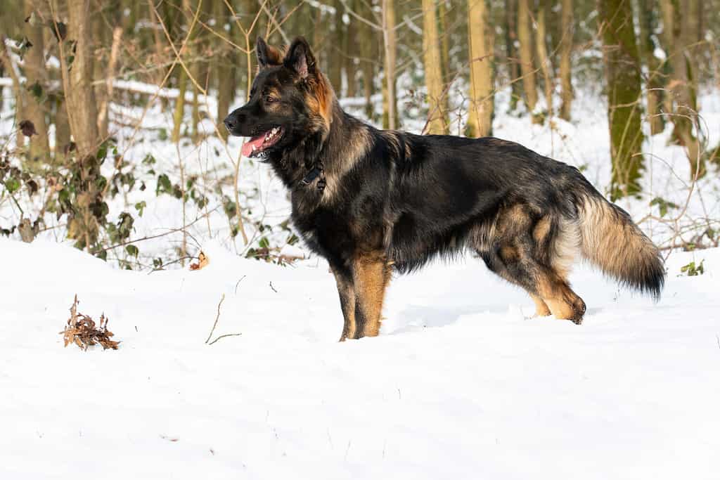 A german shepherd in a snow-covered park