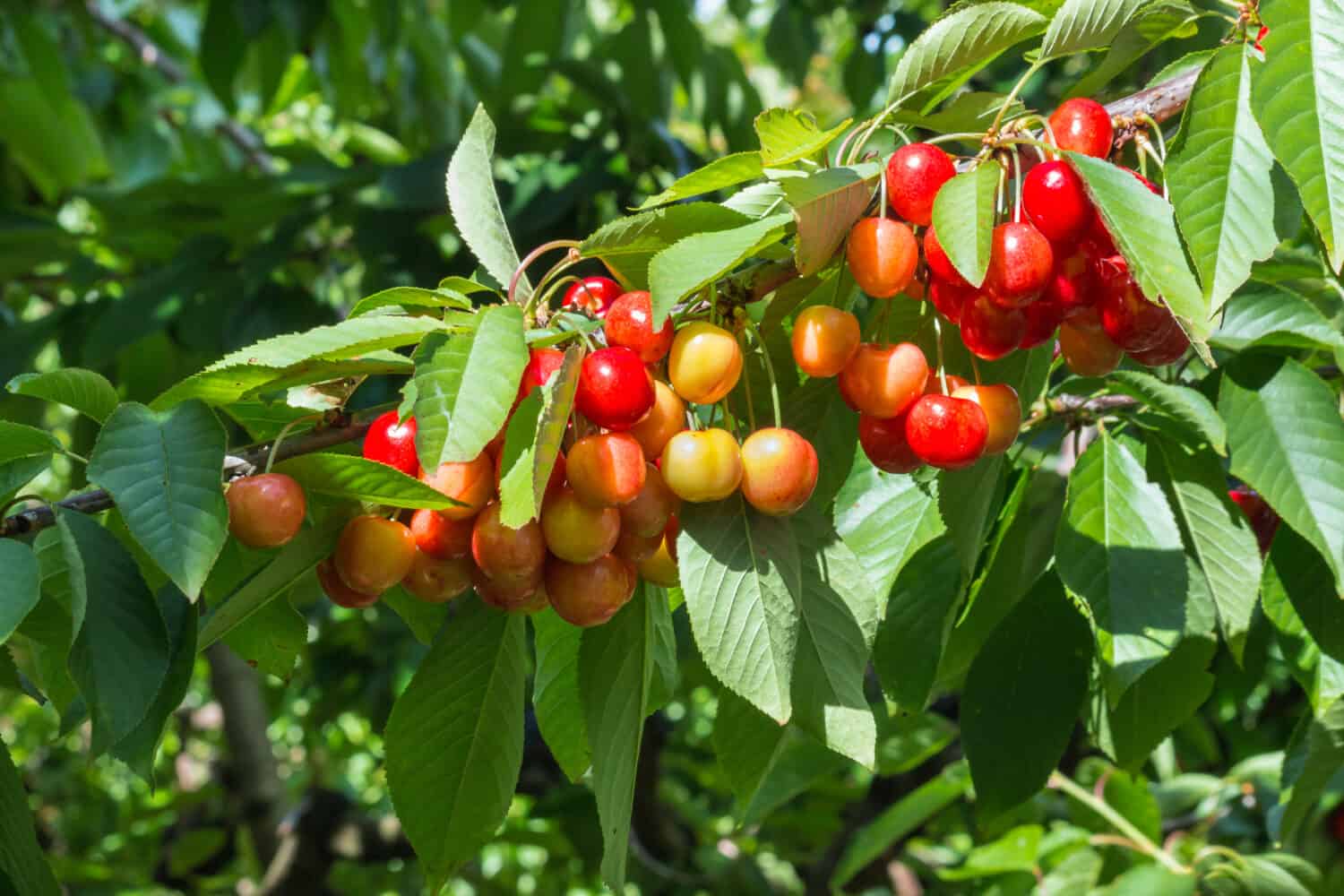 closeup of ripe Rainier cherries hanging on cherry tree branch with blurred background and copy space