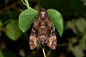 Moth With Skull Pattern Discover the Ominous Meaning of the Death's-Head Hawkmoth - A-Z Animals