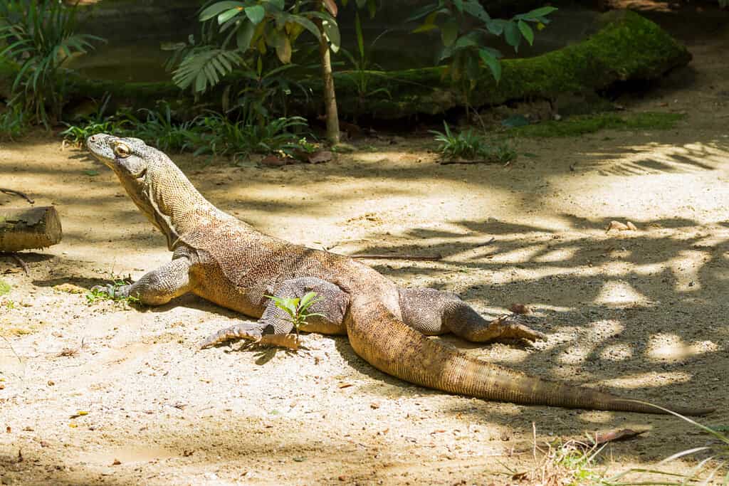 Komodo Dragon In The Zoo