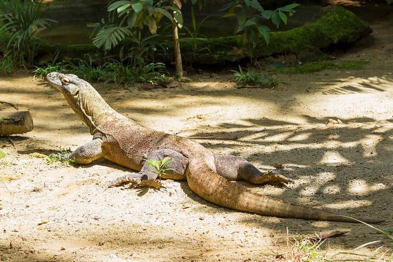 Komodo Dragon In The Zoo