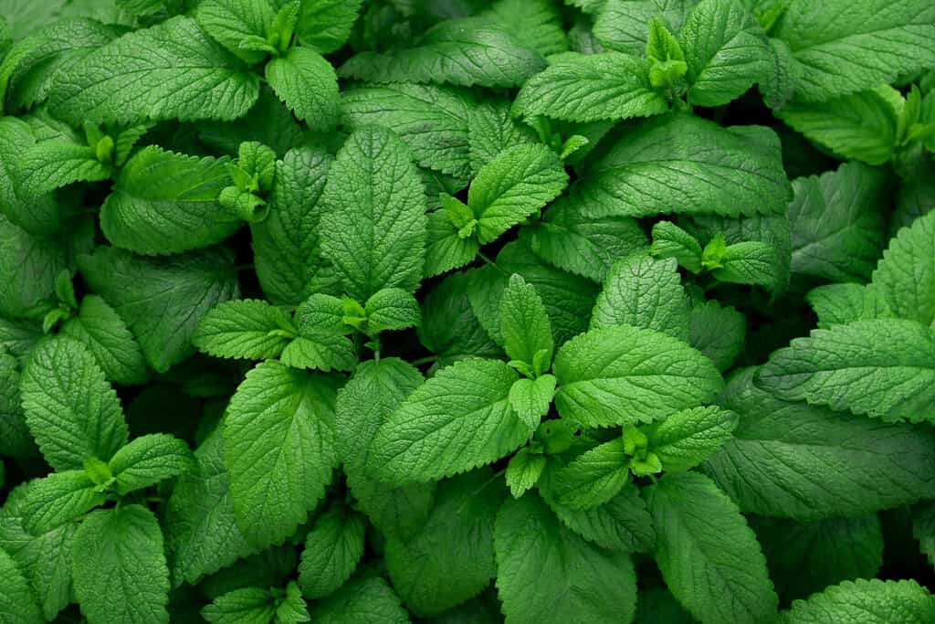 Fresh green leaves of mint, lemon balm, peppermint top view. Mint leaf texture. Ecology natural layout. Mint leaves pattern spearmint herbs nature background