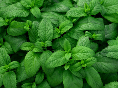 A 29 Herbs That Grow and Thrive in the Shade