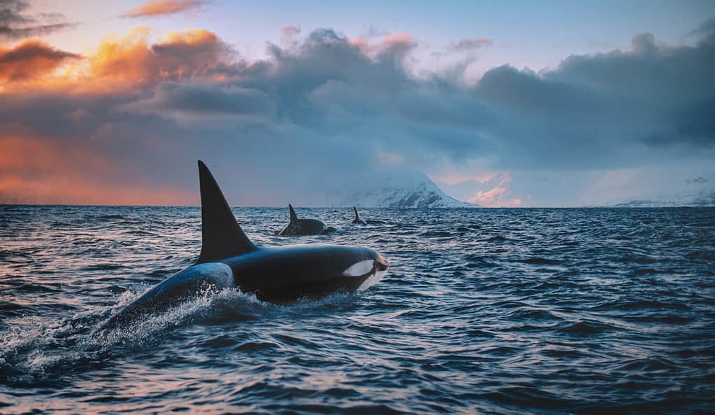Orca Killerwhale traveling on ocean water with sunset Norway Fiords on winter background
