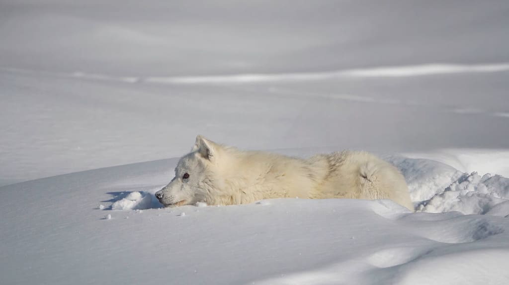 Nature and inhabitants of Greenland Ocean Arctic fox Snow