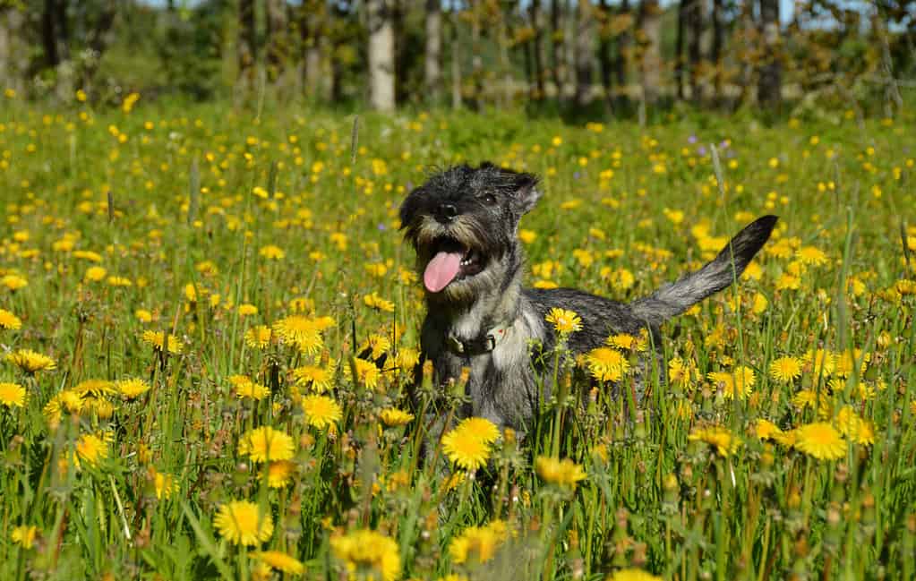 Happy standard schnauzer with tongue out is enjoying a spring day on the meadow with dandelions