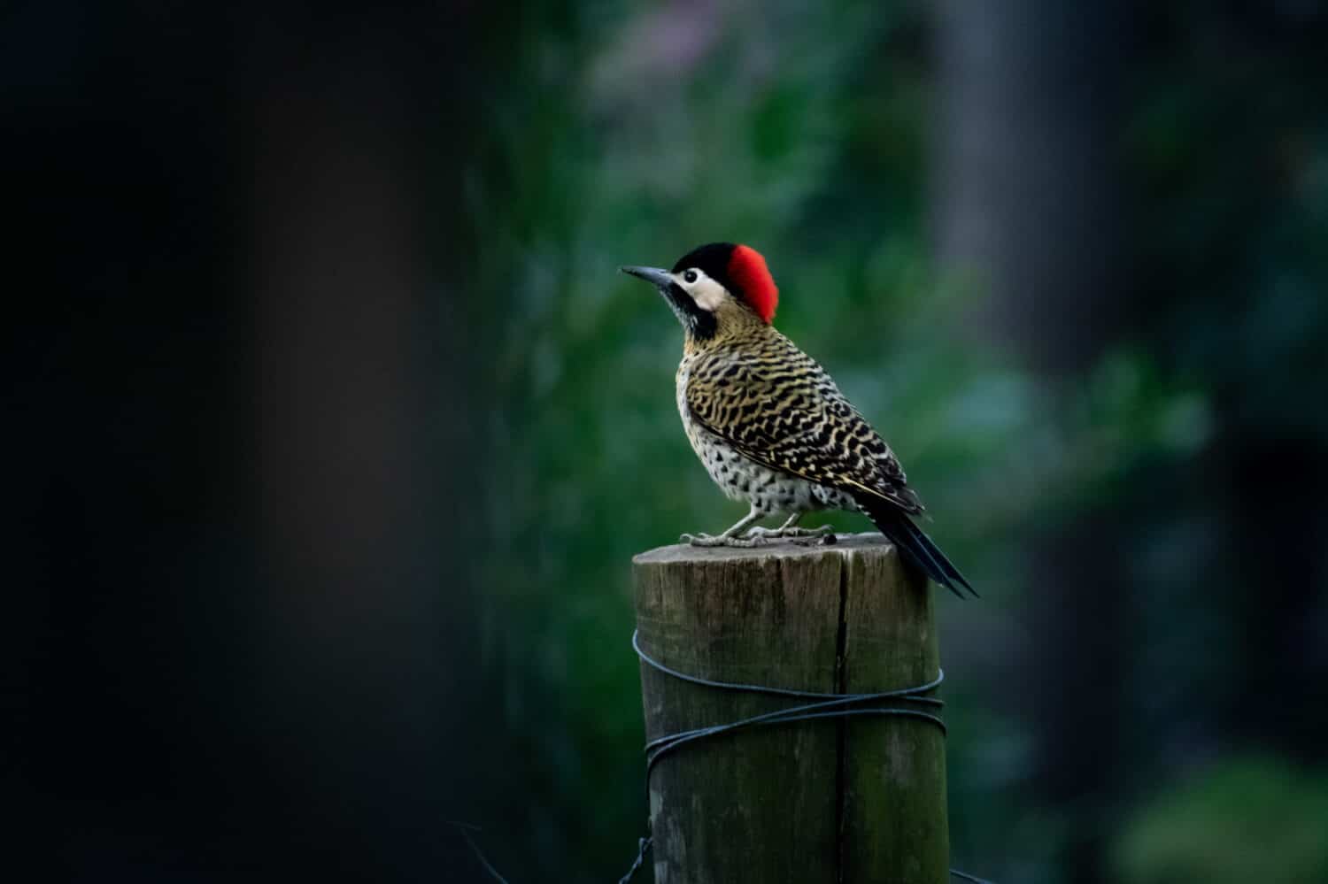 Red-naped Woodpecker perched on a wooden post.