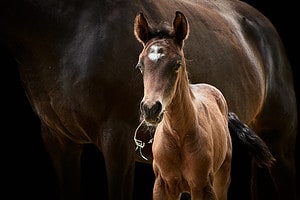 Horse Mating: Discover the Intricacies of Equine Reproduction Picture