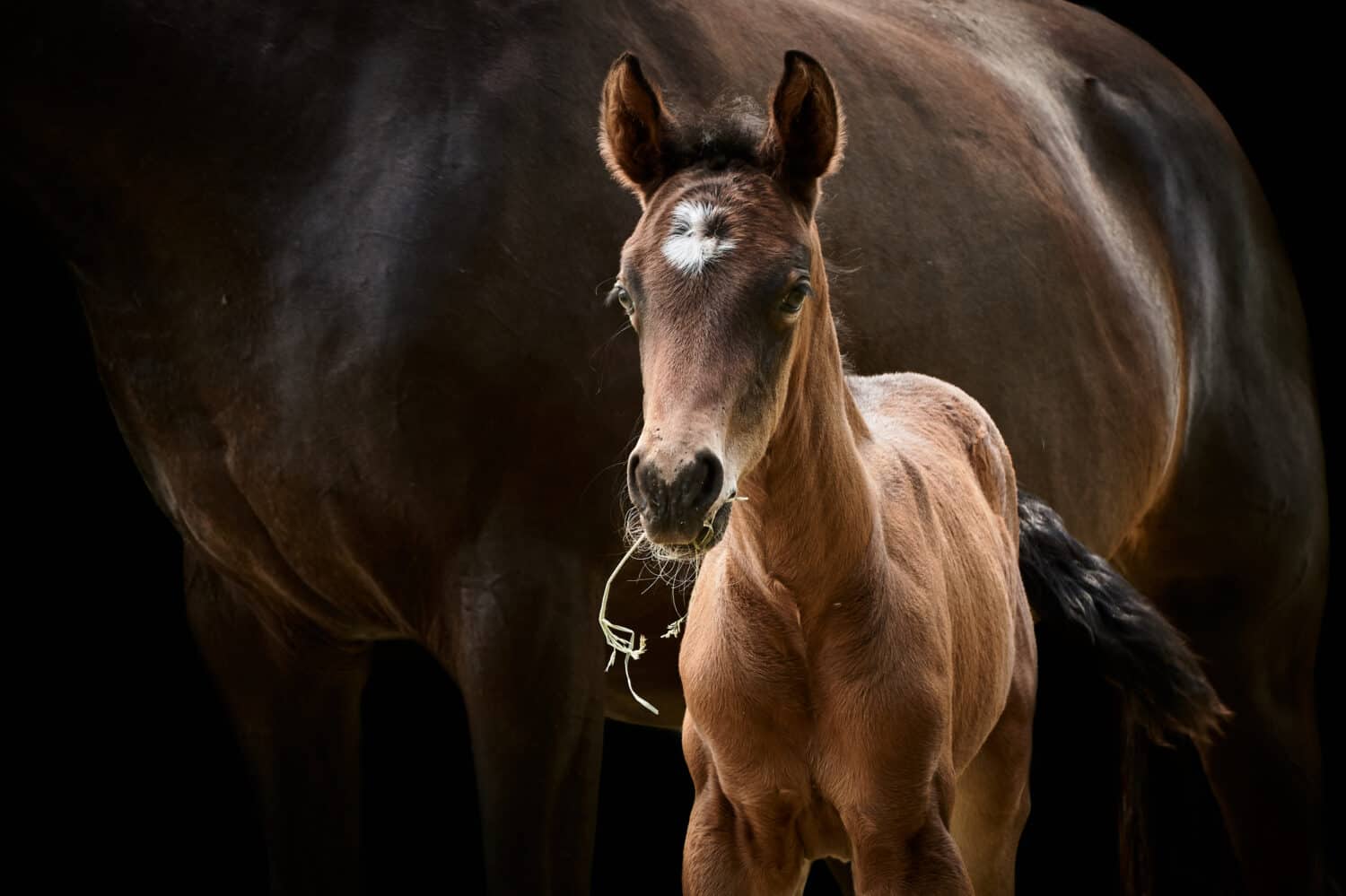 Brown filly foal standing close to mare. Animal mother and thoroughbred baby horse in beautiful light and isolated on black.