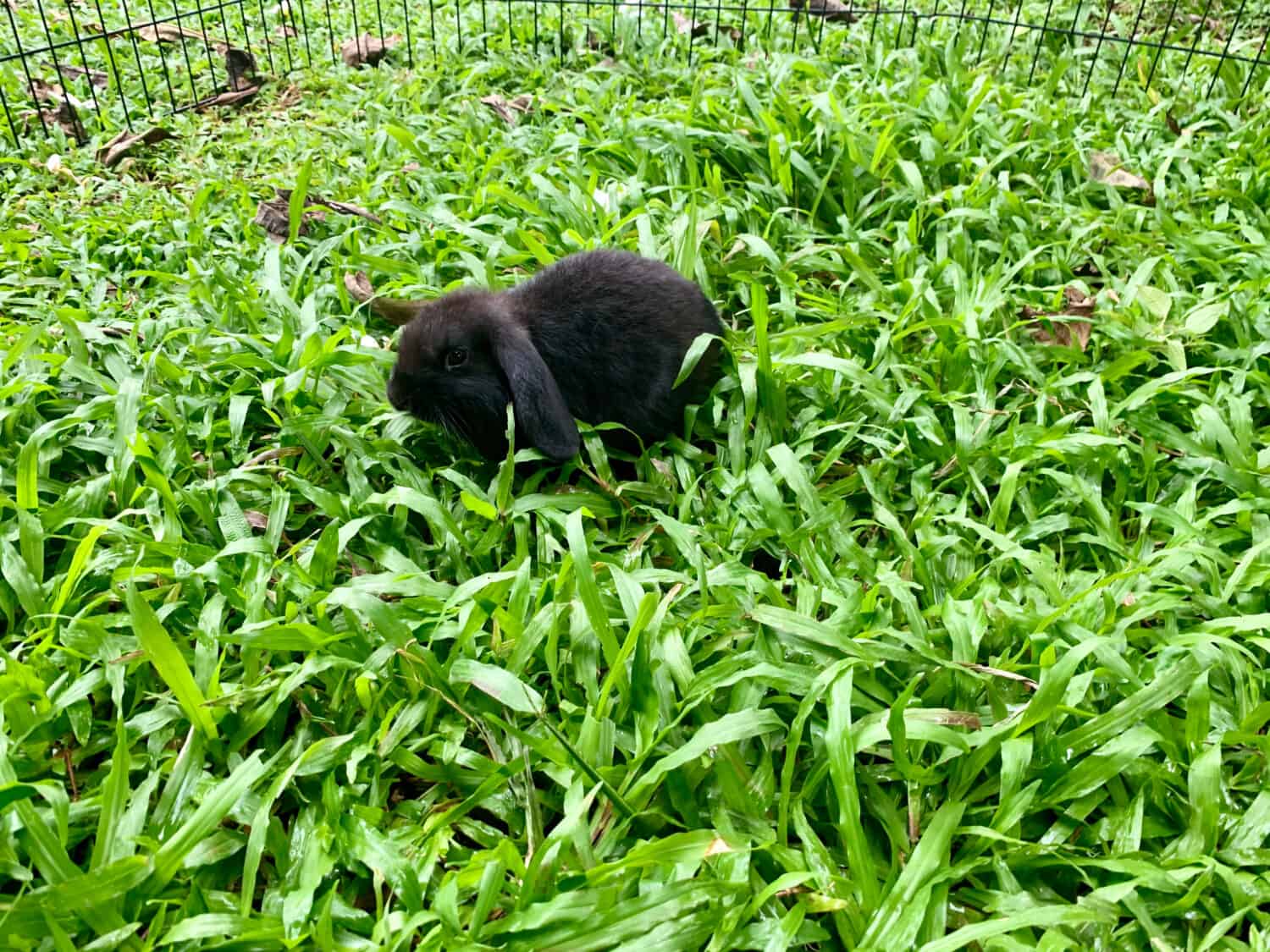 Black Holland Lop Rabbit in the Garden