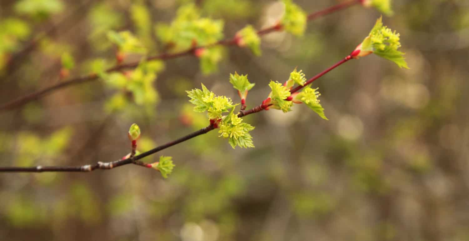 Rocky Mountain Maple (Acer glabrum var. douglasii) new leaves in Beartooth Mountains, Montana