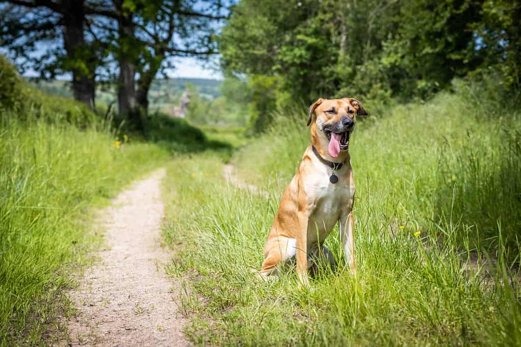 A black mouth cur - breed in the field
