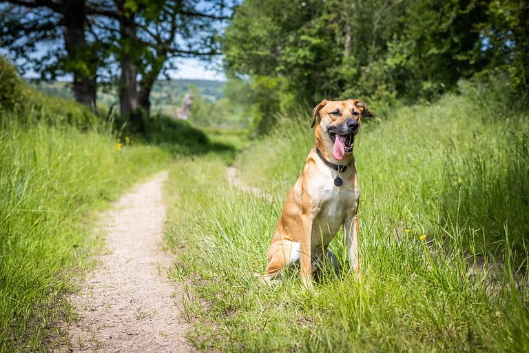 A black mouth cur - breed in the field