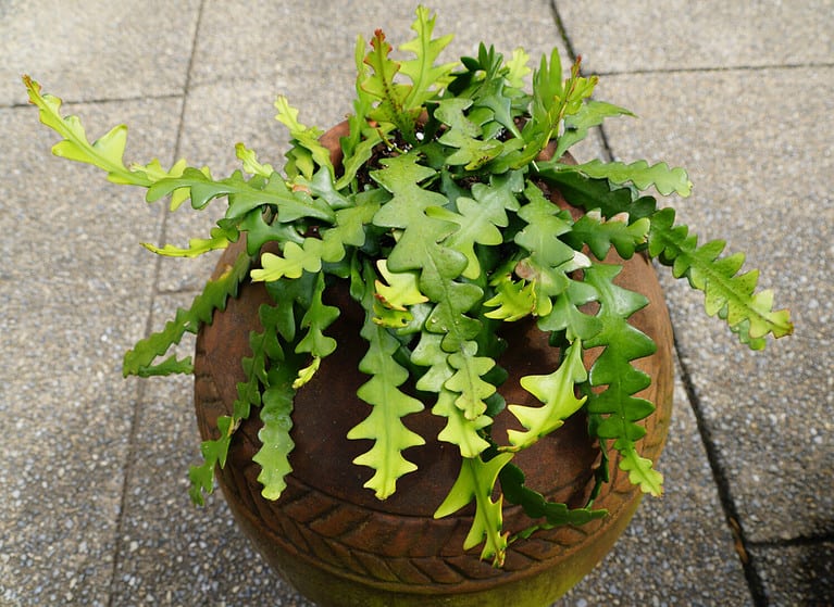 Beautiful Zig zag cactus, also known as Fishbone cactus