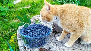 Can Cats Eat Blueberries? 4 Things to Know Before Feeding Picture