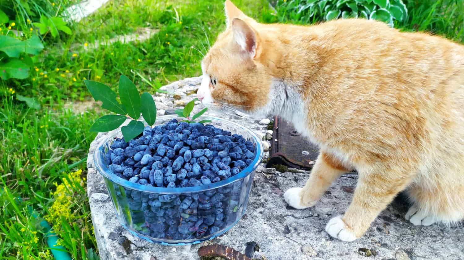 Harvesting berries for further processing. The first spring healthy berries with vitamins. Ginger cat sniffing berries. Honeysuckle (Lonicera caerulea var. Edulis) is a deciduous shru