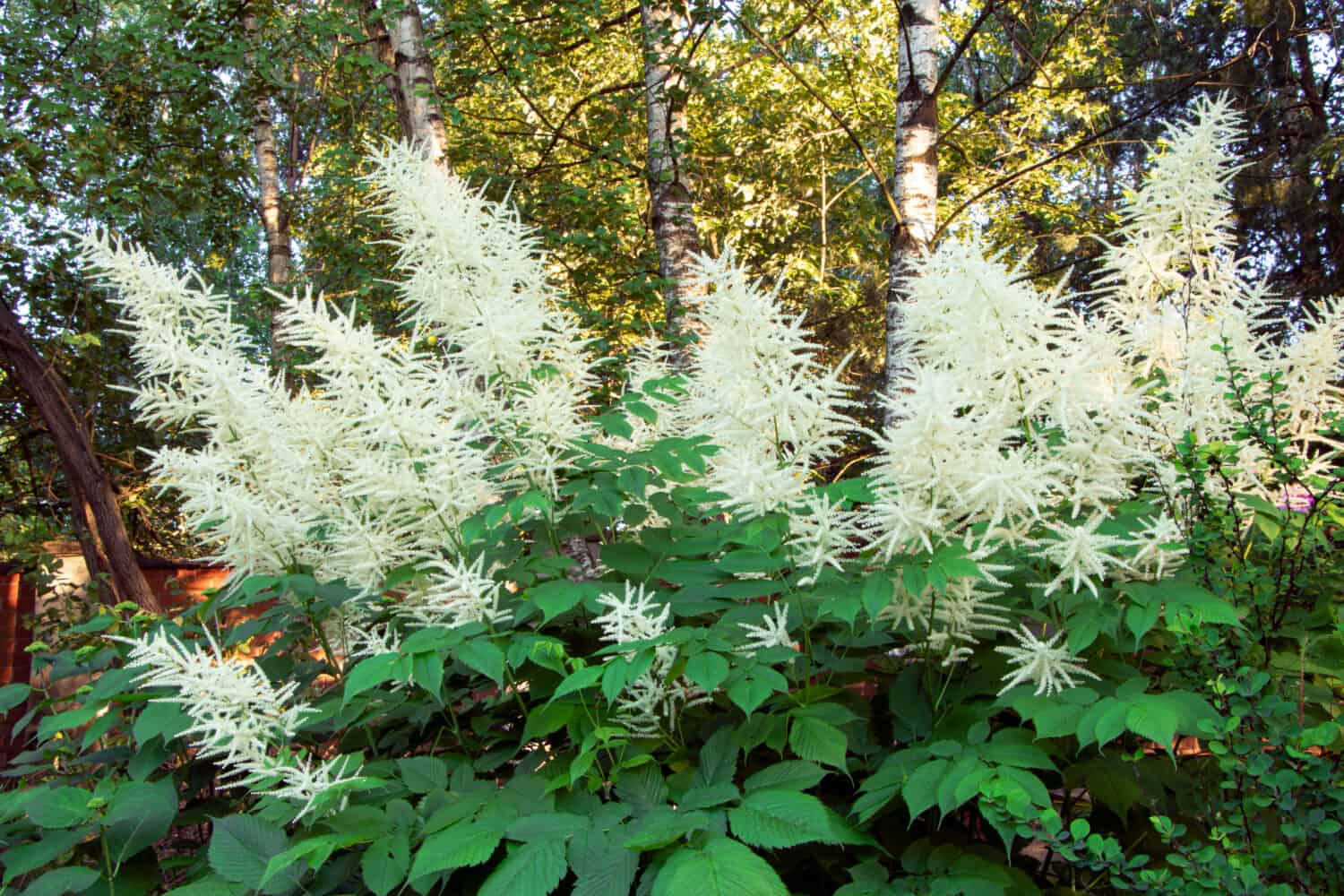 Aruncus dioicus blooming in a summer time. 