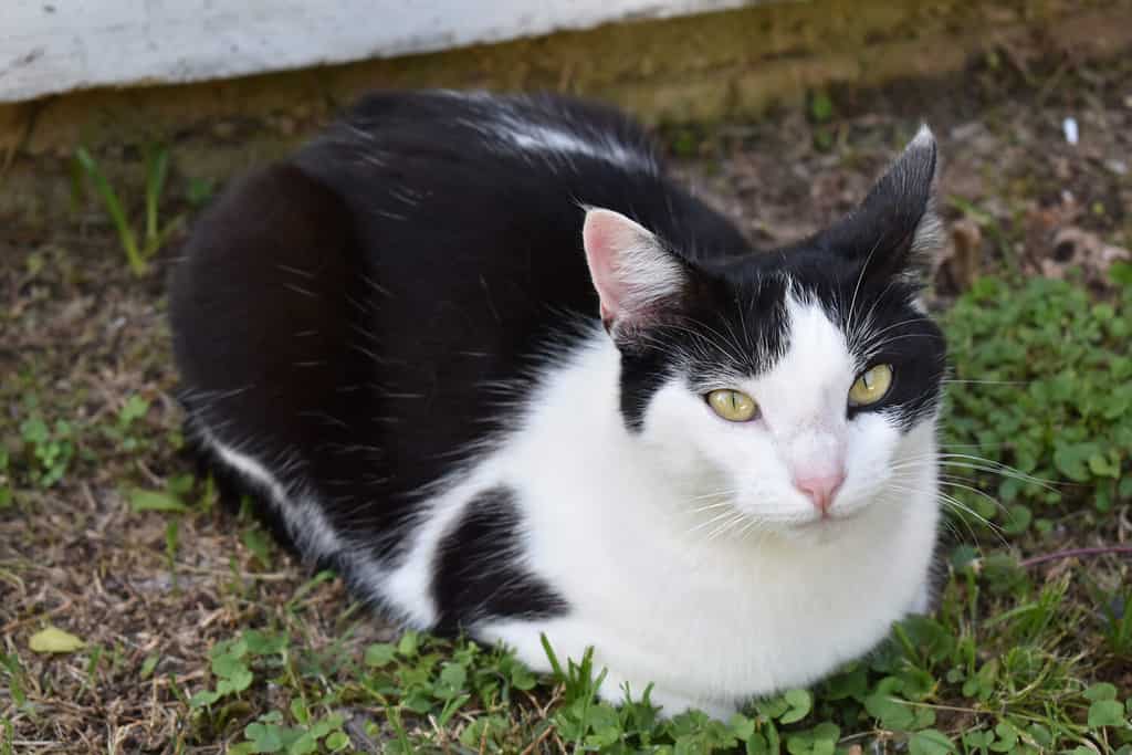 Black and White Cat Sitting in Grass Looking at the Camera, Cat with Heart Shaped Fur Pattern Sitting