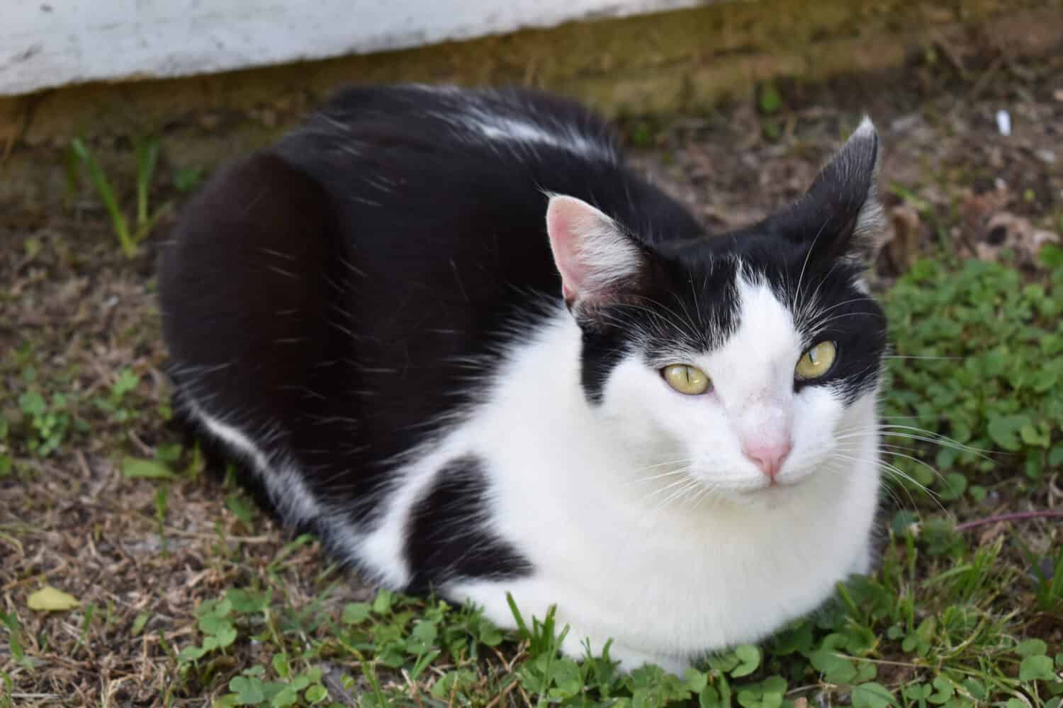 Black and White Cat Sitting in a loaf position outdoors.