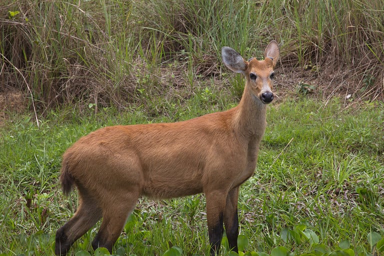 Deer Size Comparison: Just How Big Do the Different Types Get? - A-Z