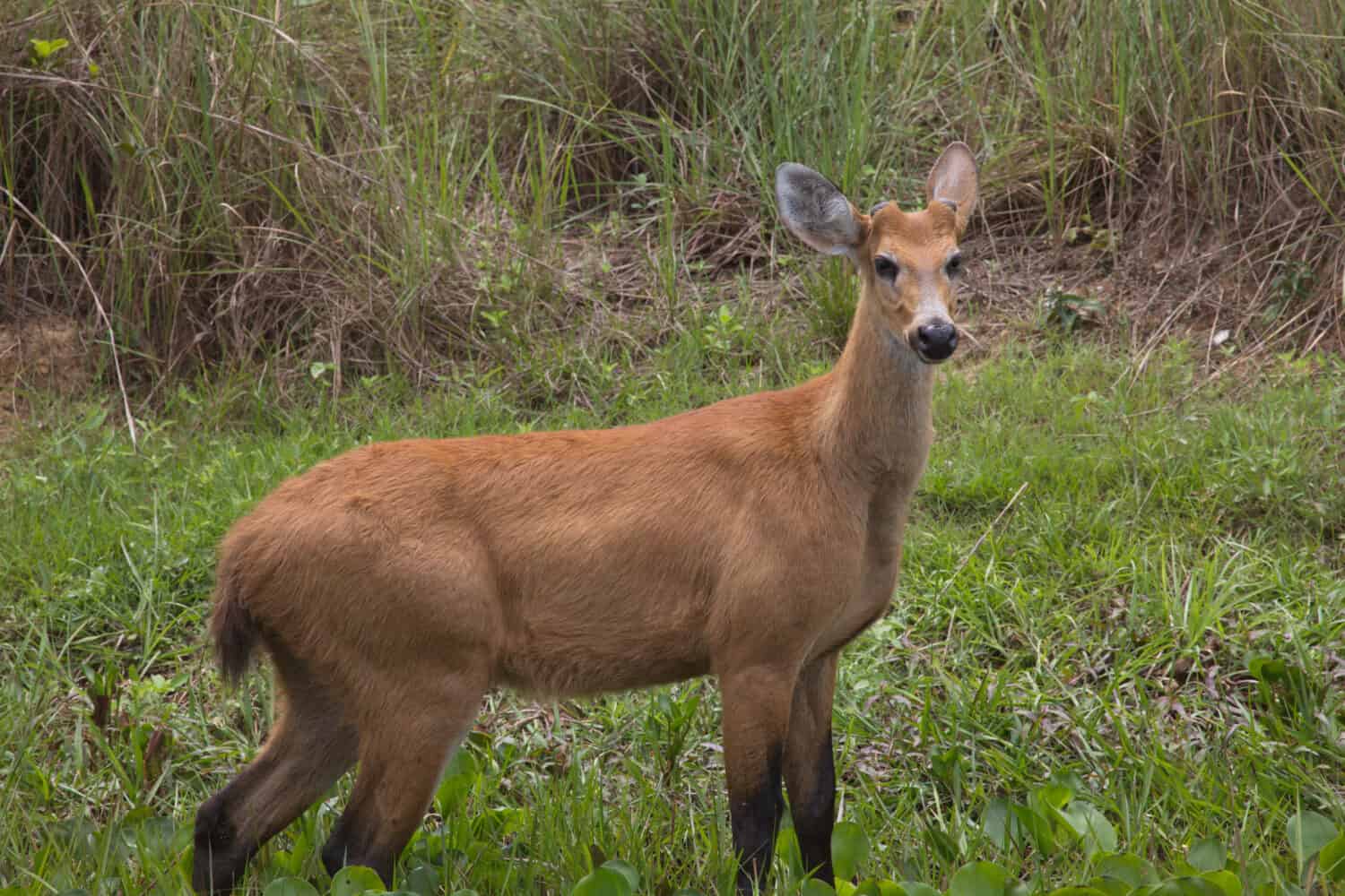 Side on portrait of Marsh Deer (Blastocerus dichotomus) looking back at camera Transpantaneira, Pantanal, Brazil.