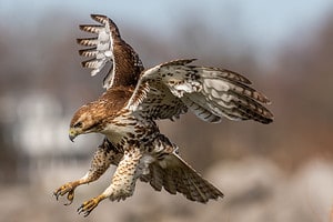 Red-Tailed Hawk Tries Chasing Down a Rabbit Through Strong Headwinds Picture