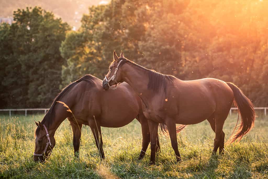 Horses grazing on pasture during sunset. Pregnant mare of thoroughbred horse. Tranquil scene