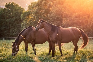 Discover the Most Effective Homemade Fly Spray for Horses Picture