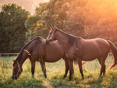 A Discover the Most Effective Homemade Fly Spray for Horses