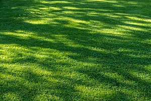 The Best Time of Year to Dethatch Your Lawn for Optimal Growth Picture