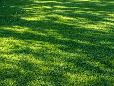 A The Best Time of Year to Dethatch Your Lawn for Optimal Growth