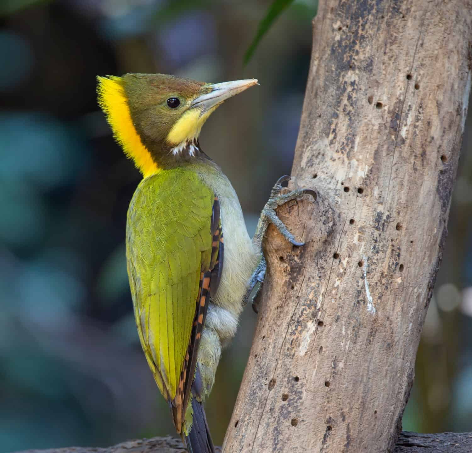 Greater Yellownape is a bird with a bright yellow to the nape of the crest, gray body, greenish-yellow back, yellow neck stripes and white with black spots. perching on a tree