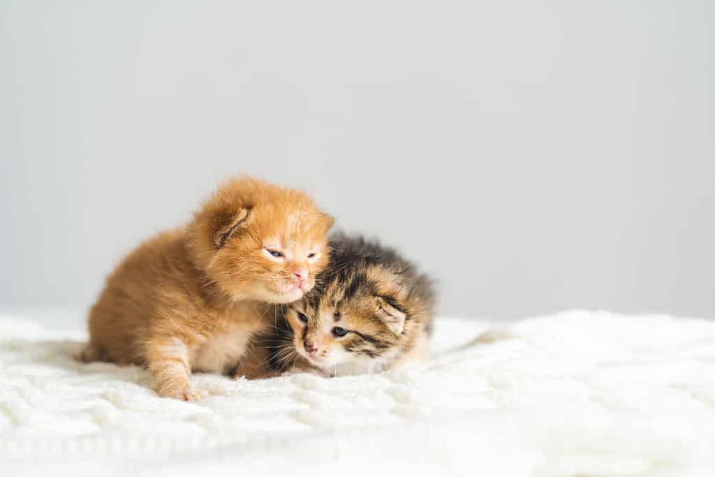 Two three weeks old different colored kittens on a woolen blanket. Pet adoption, animal care.