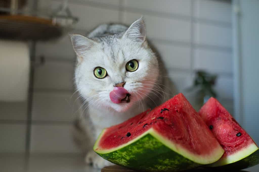 funny kitten eats watermelon, shows his tongue, the cat licks his lips on watermelon day