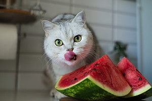 Can Cats Eat Watermelon? 4 Things to Know Before Feeding Picture