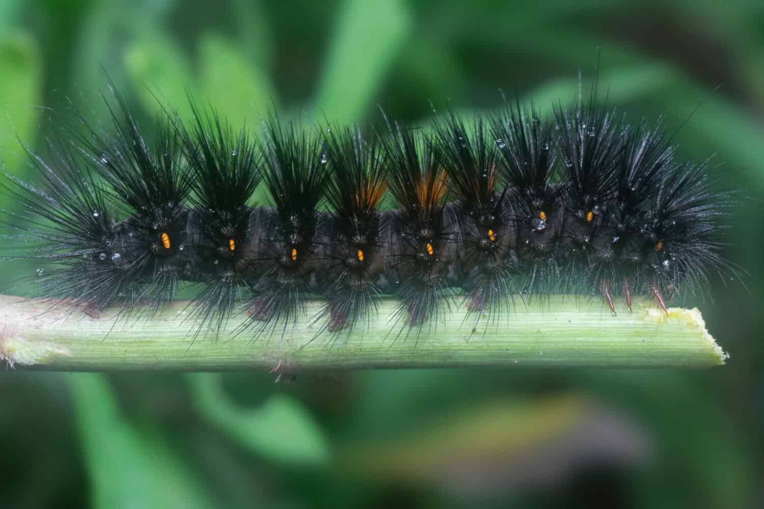 closeup with the Giant Leopard Moth Caterpillar
